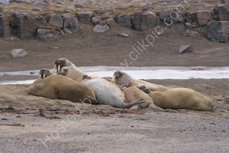 Walruses on Edgeoya